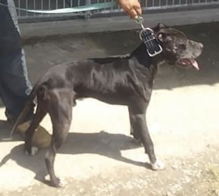 Photo of the dog