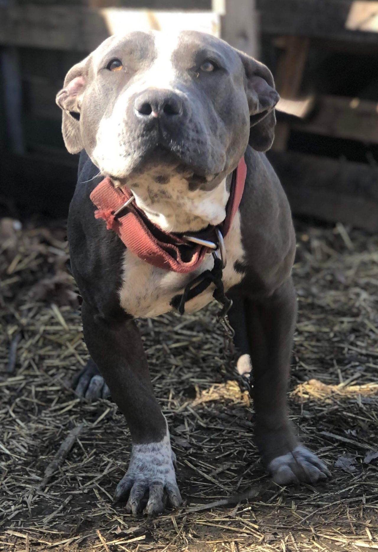 Photo of the dog
