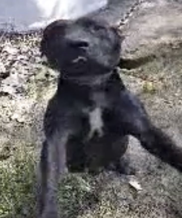 Photo of the dog