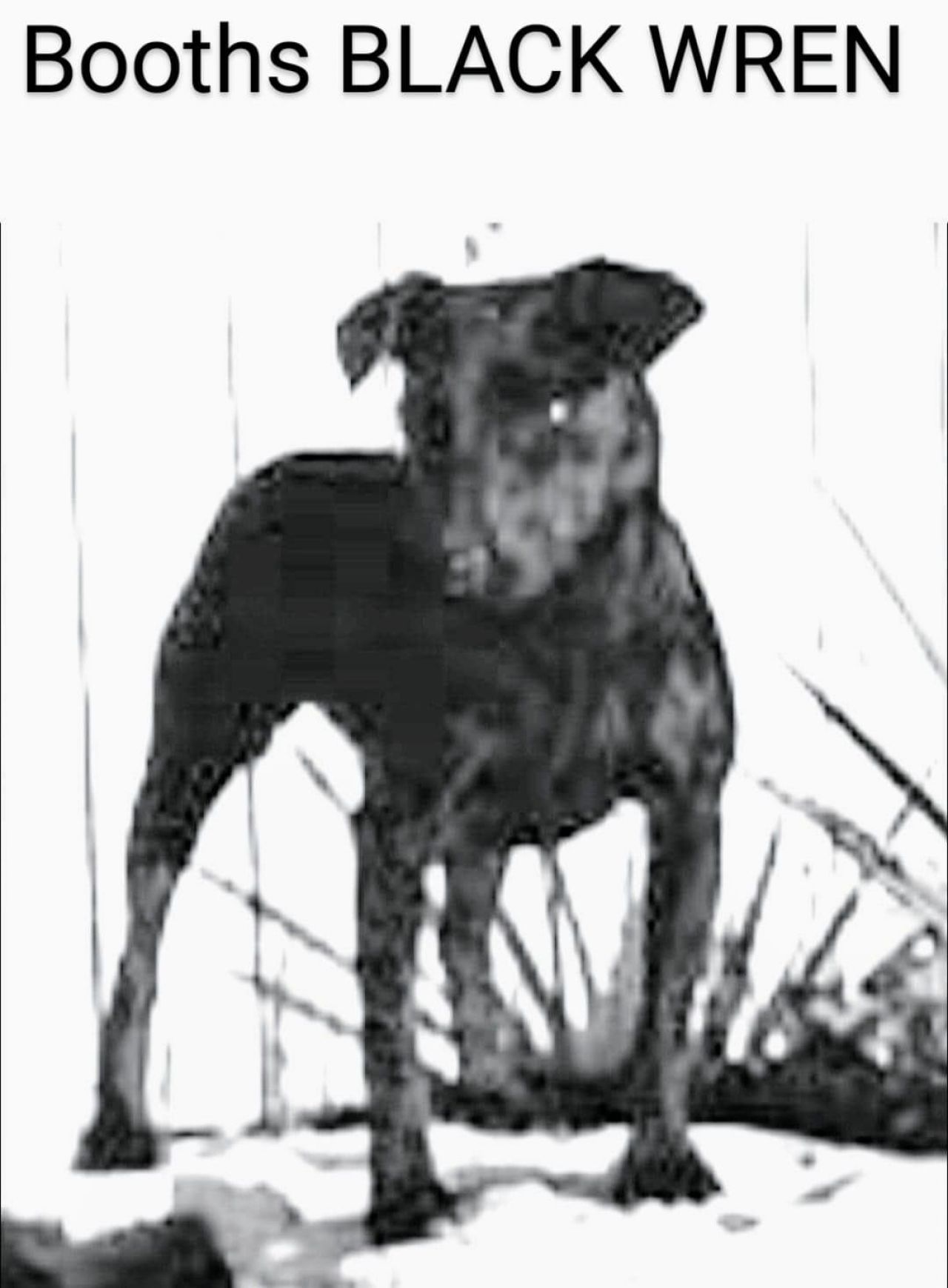 Photo of the dog