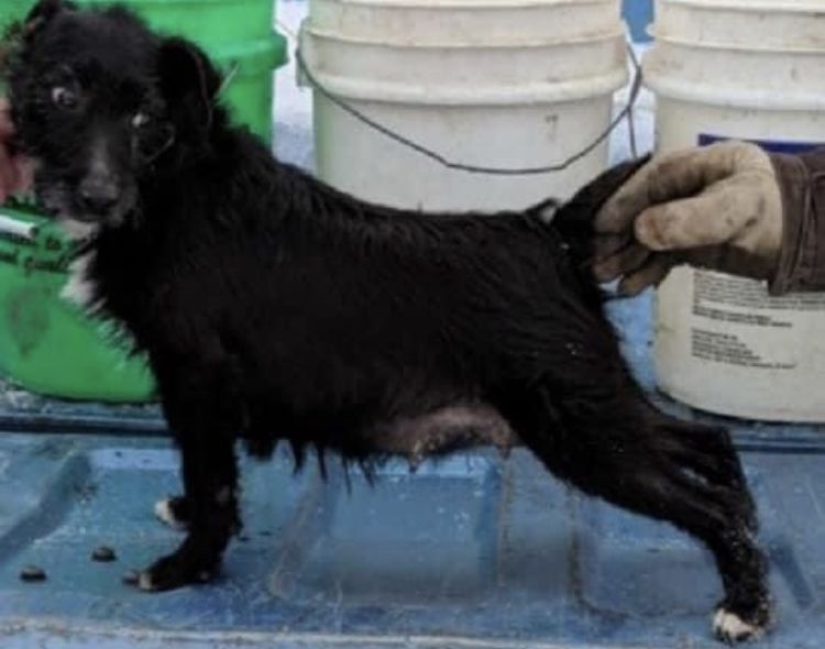 Photo of the dog