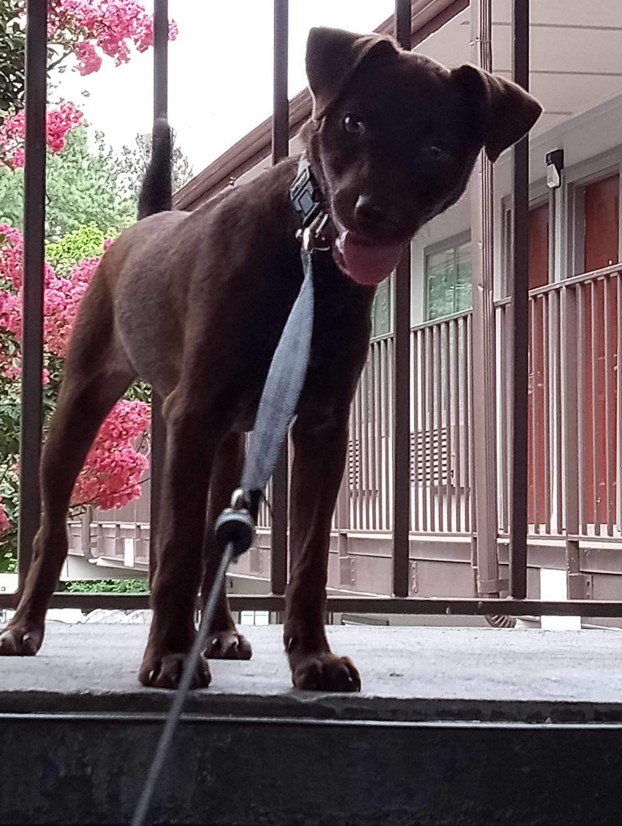 Photo of the dog