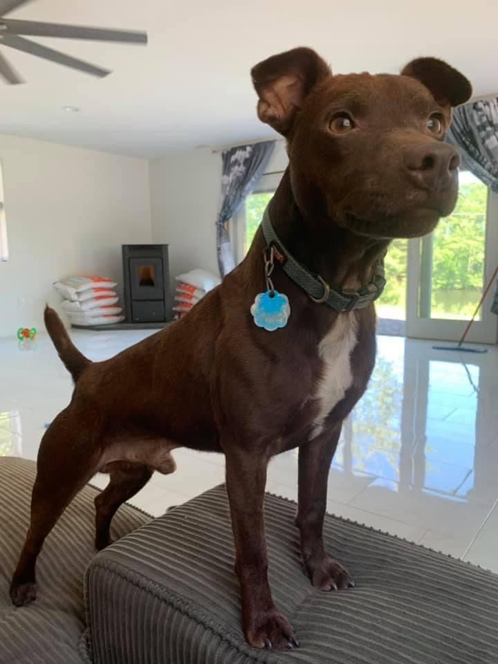 Photo of the dog