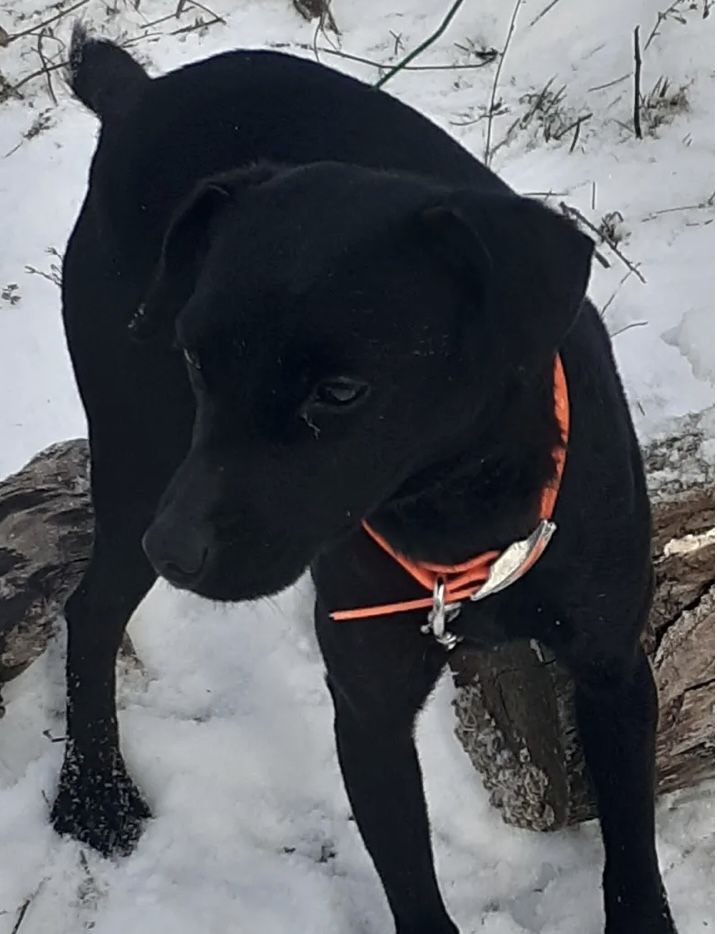 Photo of the dog