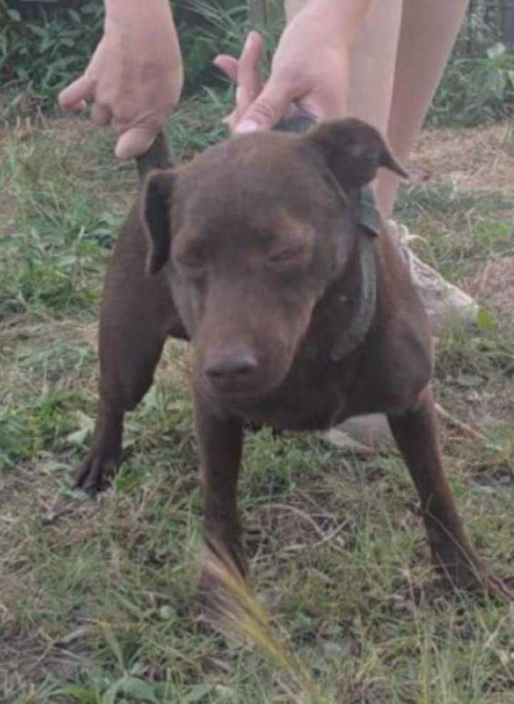 Photo of the dog