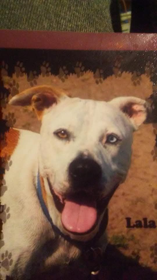 Photo of the dog
