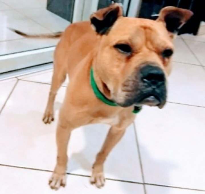 Photo of the dog