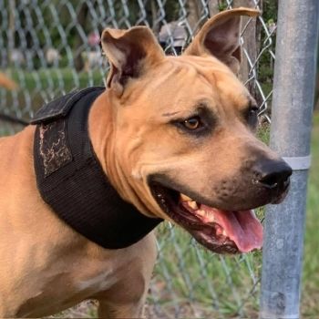 Photo of the dog