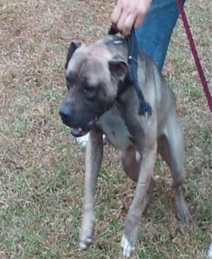 Photo of the dog