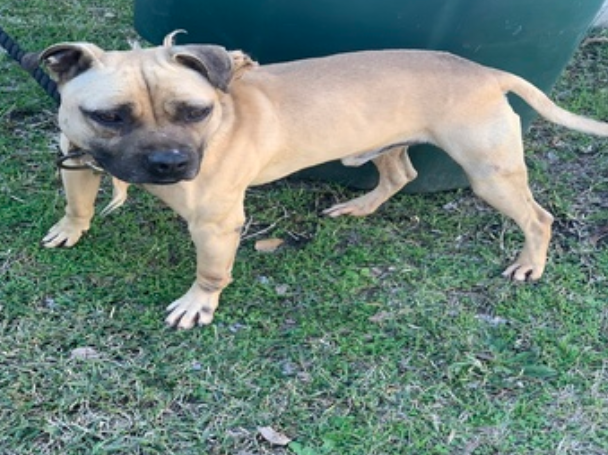Photo of the dog