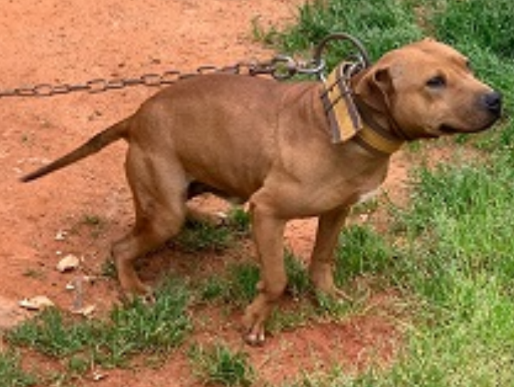 Photo of the dog
