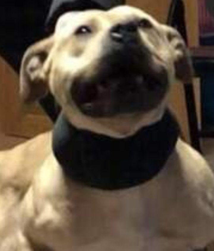 Photo of the dog