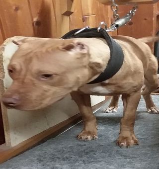 Photo of the dog