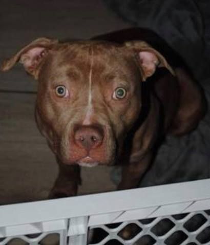 Photo of the dog