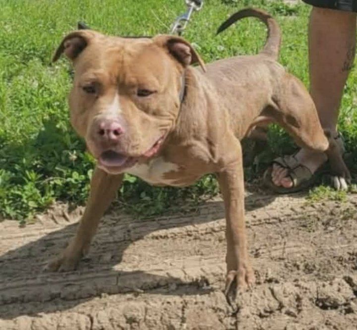 Photo of the dog