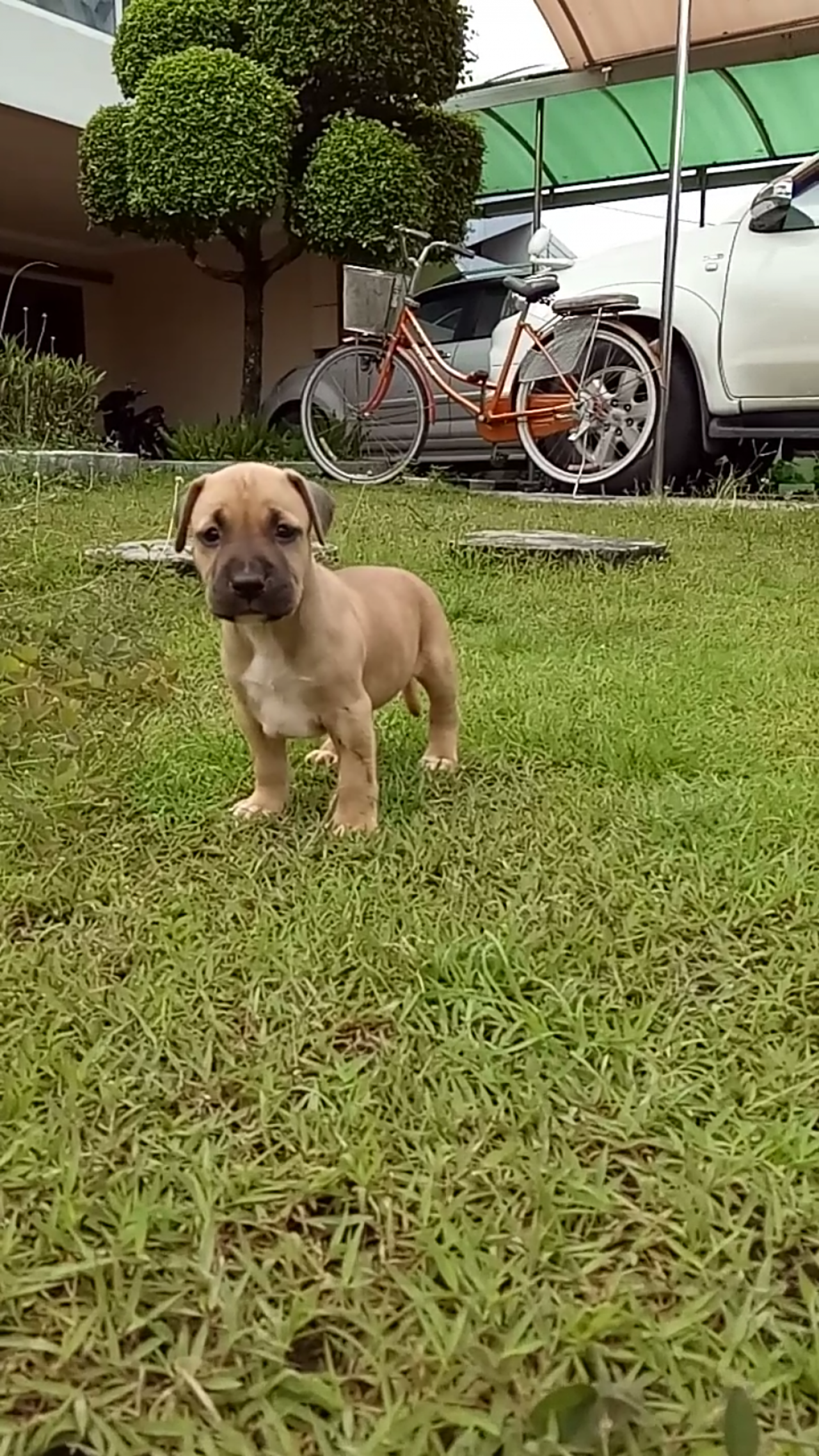 Photo of the dog