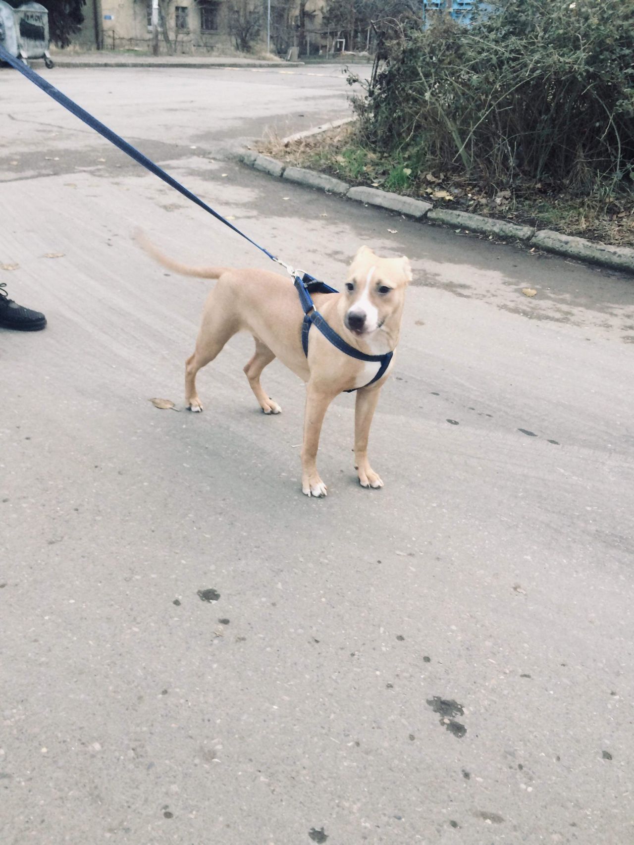 Photo of the dog