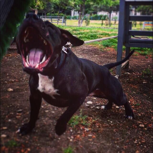 Photo of the dog