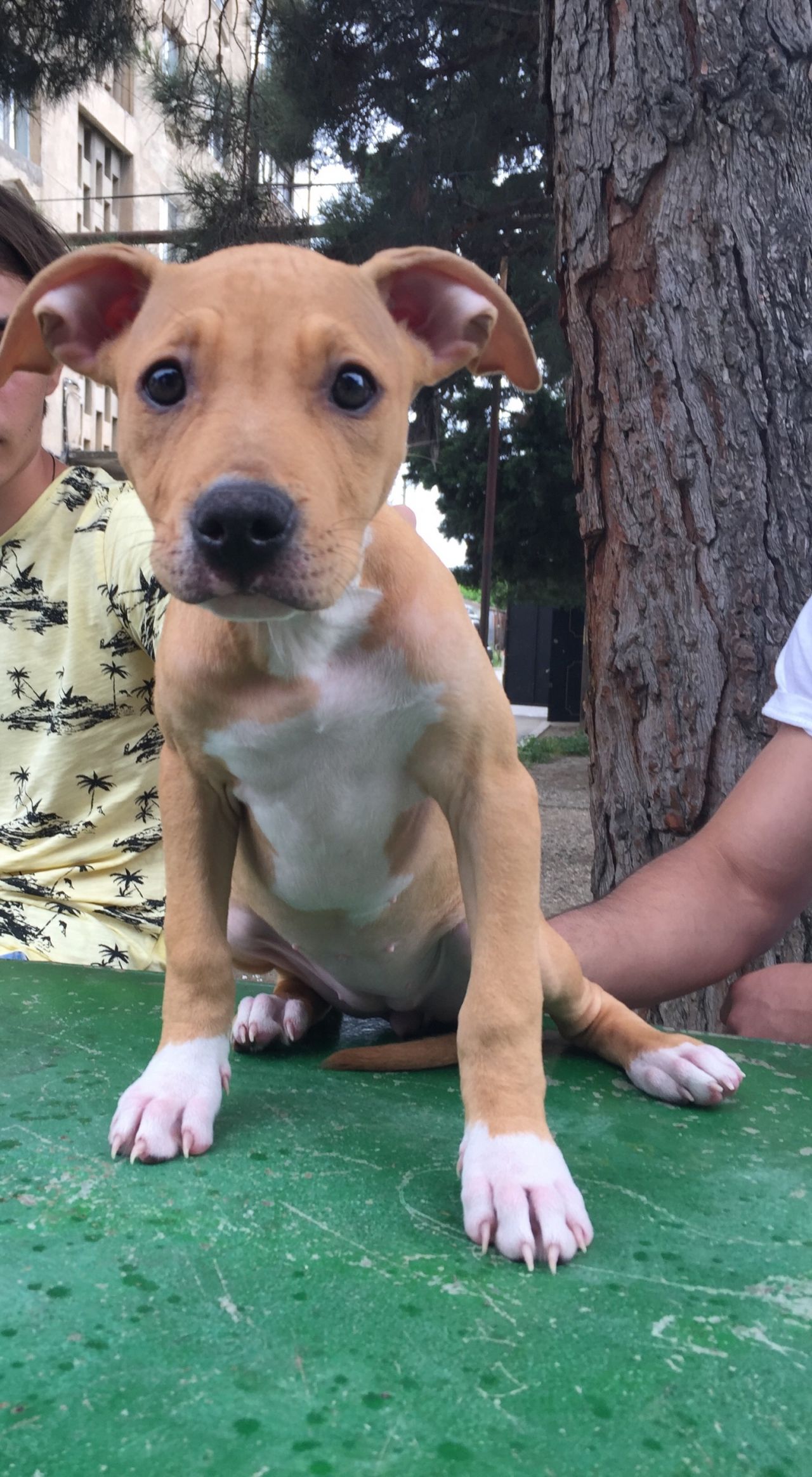 Photo of the dog