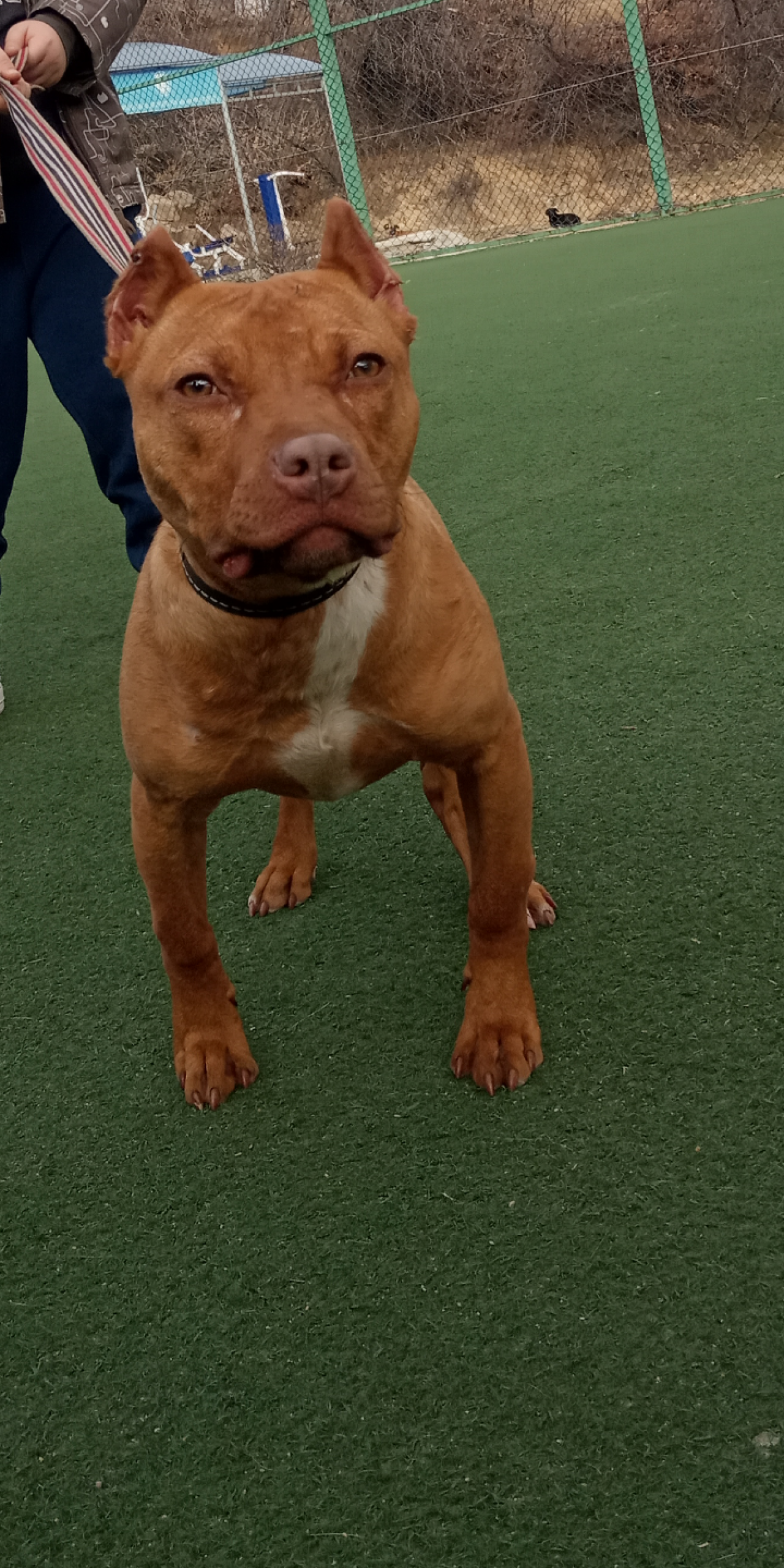 Photo of the dog