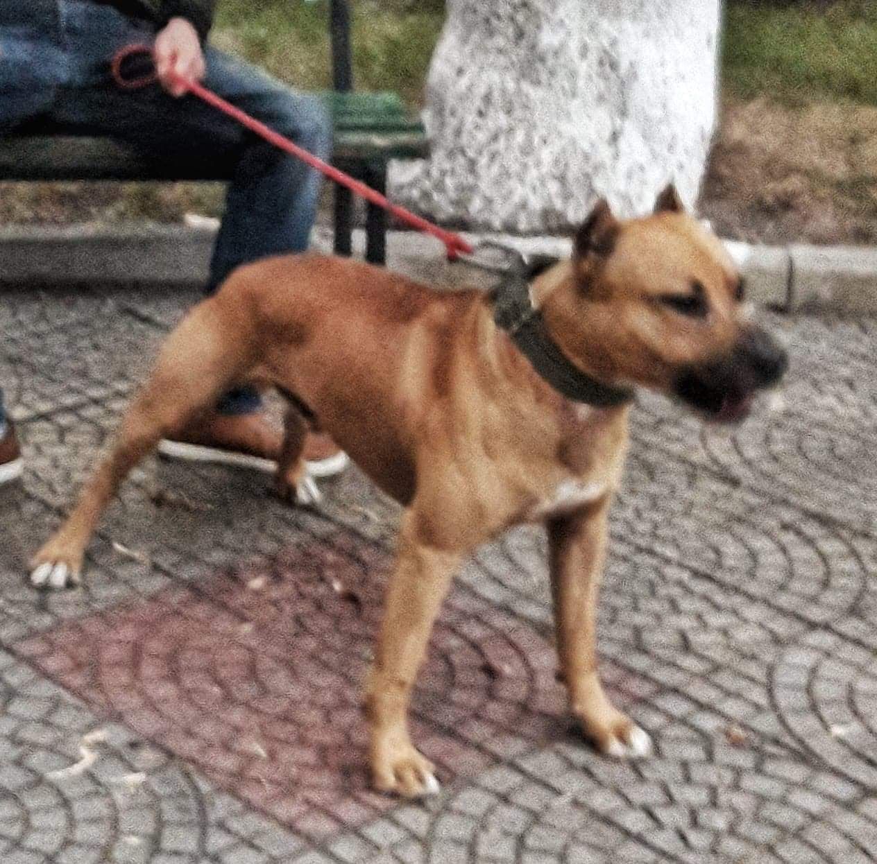 Photo of the dog