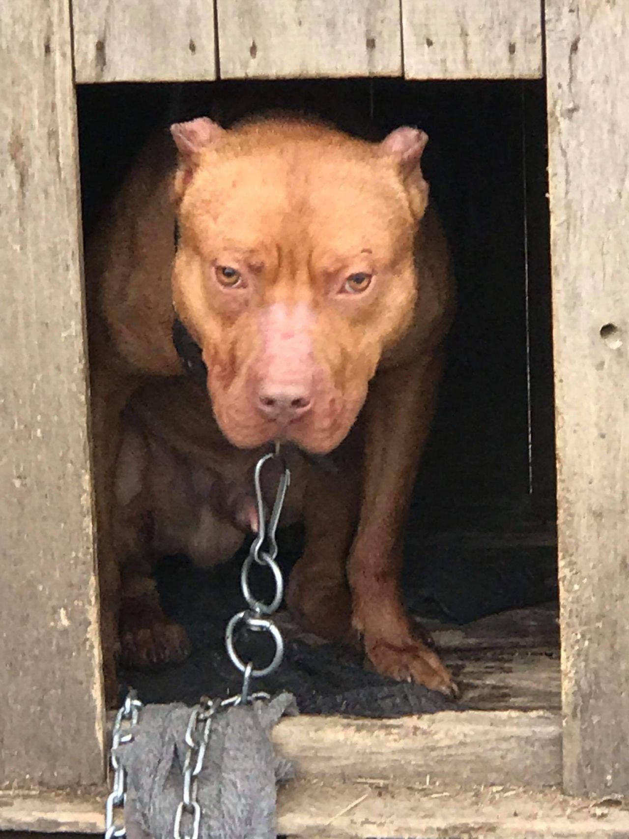 Photo of the dog