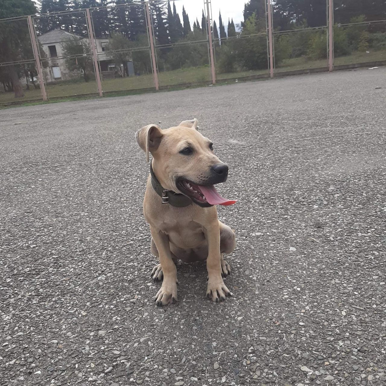 Photo of the dog