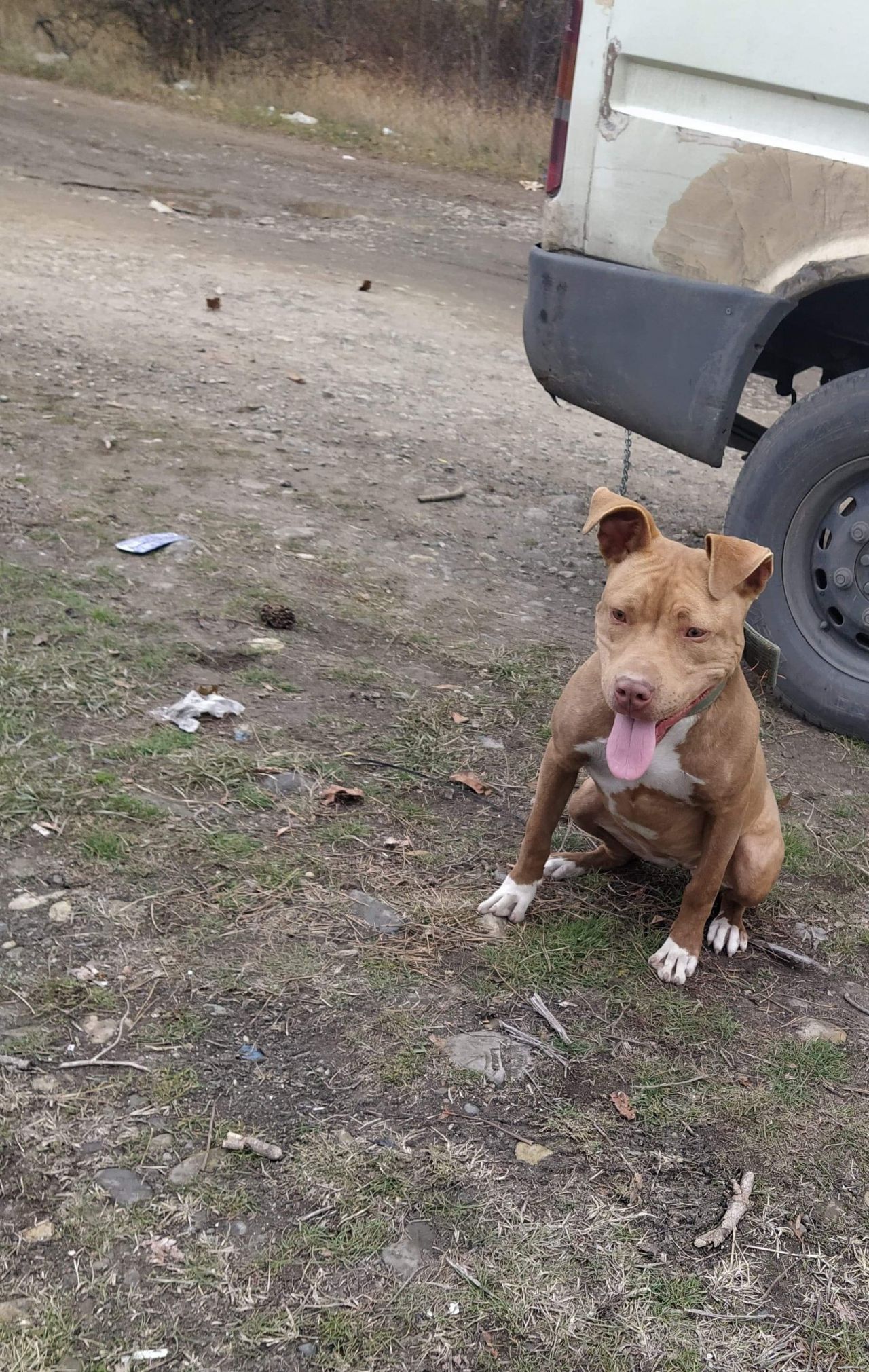 Photo of the dog