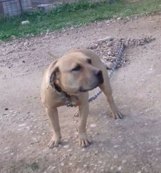 Photo of the dog
