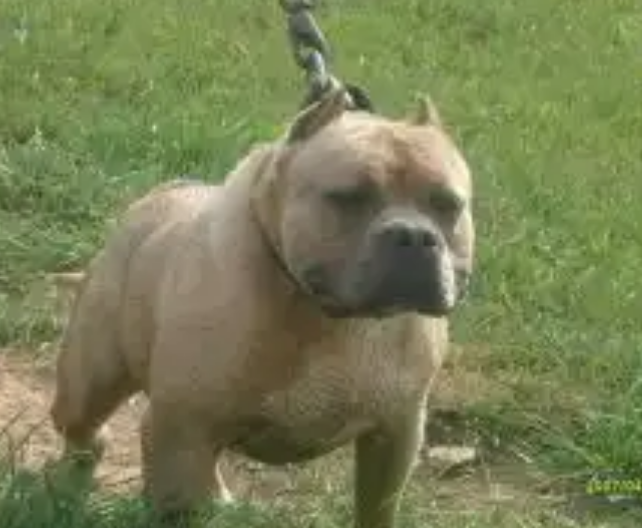Photo of the dog