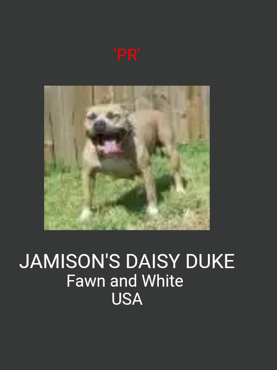 Photo of the dog