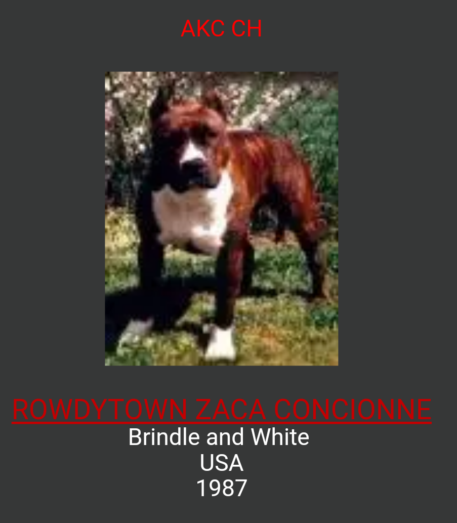 Photo of the dog
