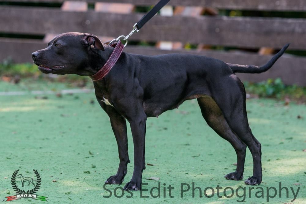 Photo of the dog