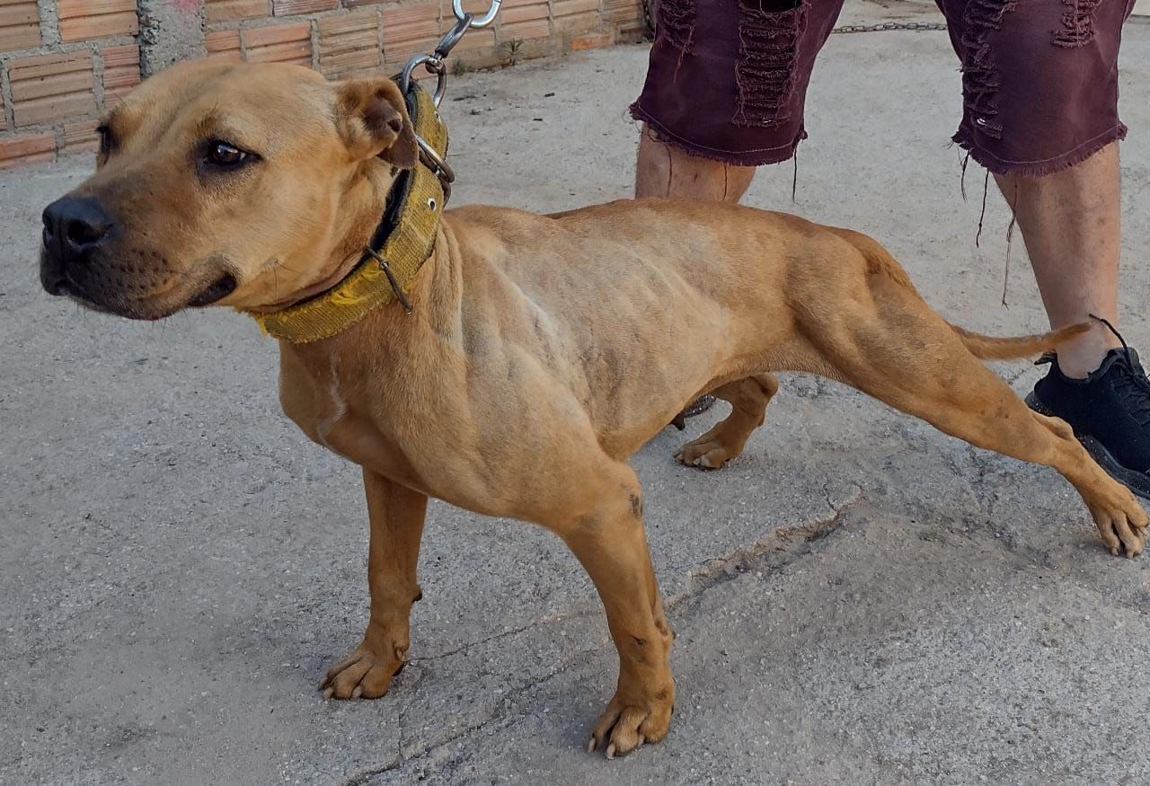 Photo of the dog