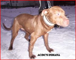 Photo of the dog