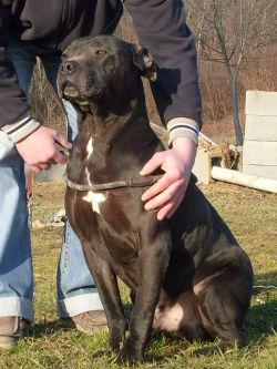 Photo of the dog