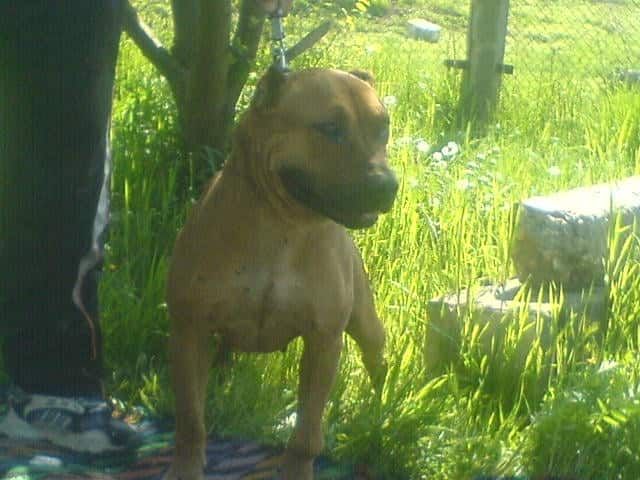 Photo of the dog