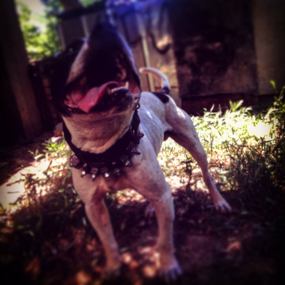 Photo of the dog