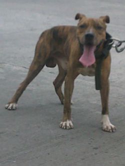 Photo of the dog