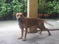 Photo of the dog