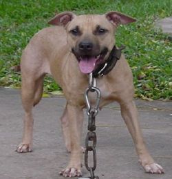 Photo of the dog