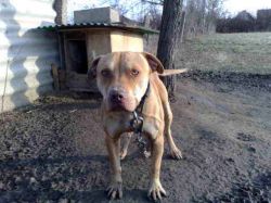 Photo of the dog