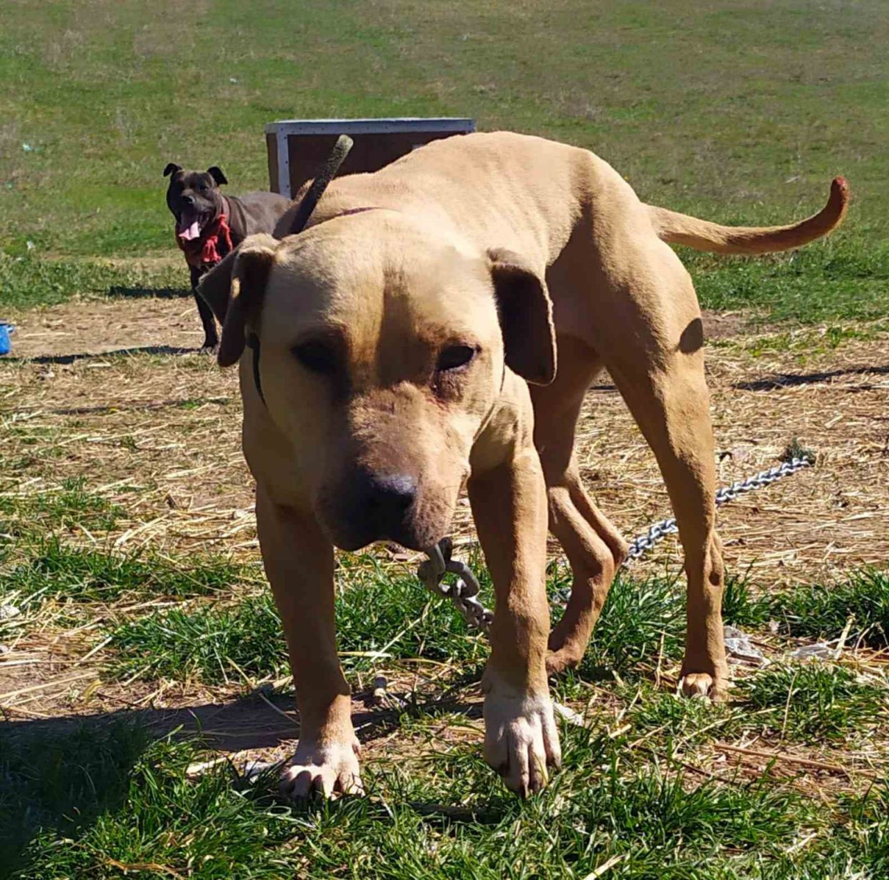 Photo of the dog