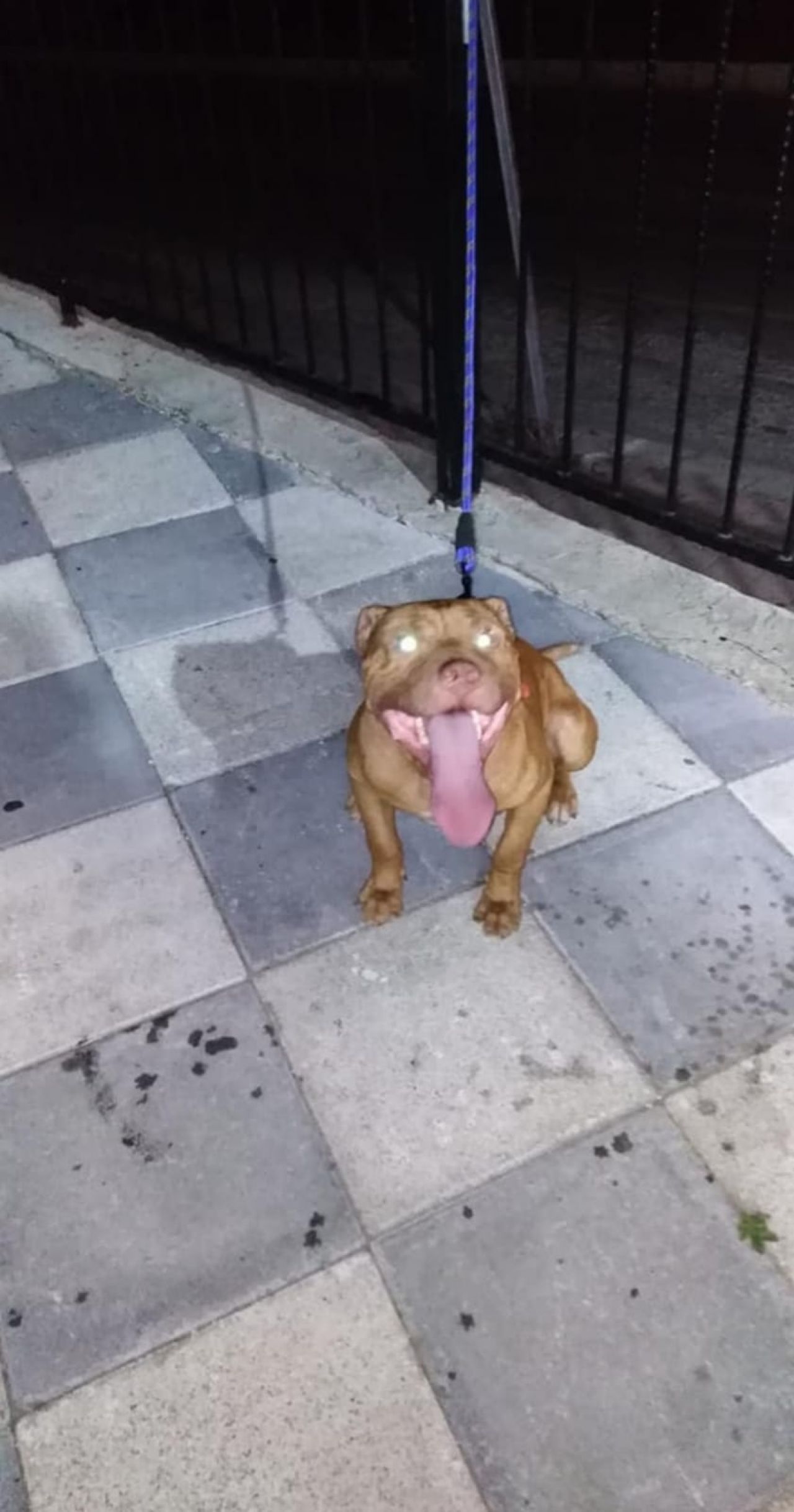 Photo of the dog