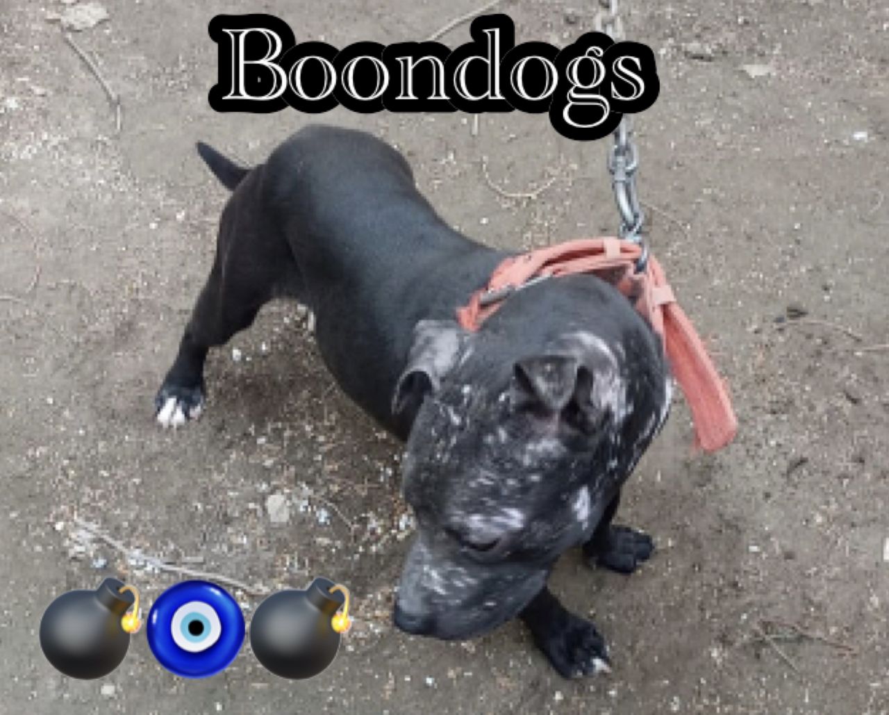 Photo of the dog