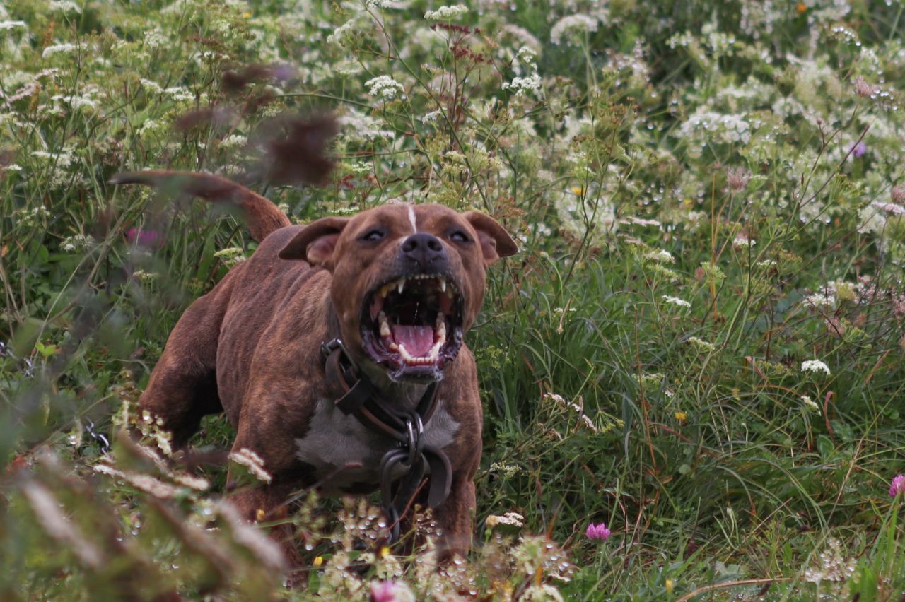 Photo of the dog