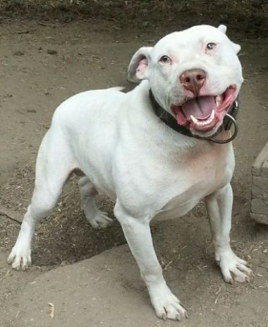 Photo of the dog
