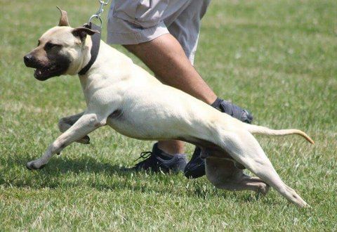 Photo of the dog
