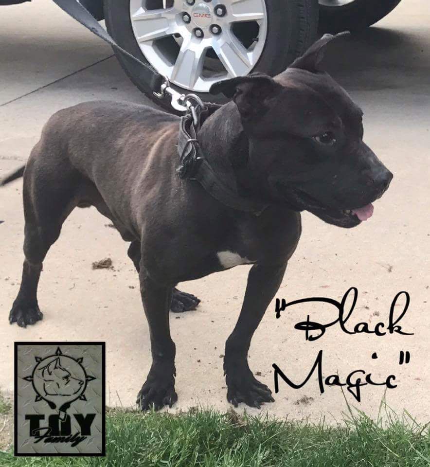 Photo of the dog