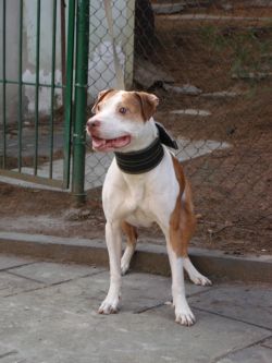Photo of the dog